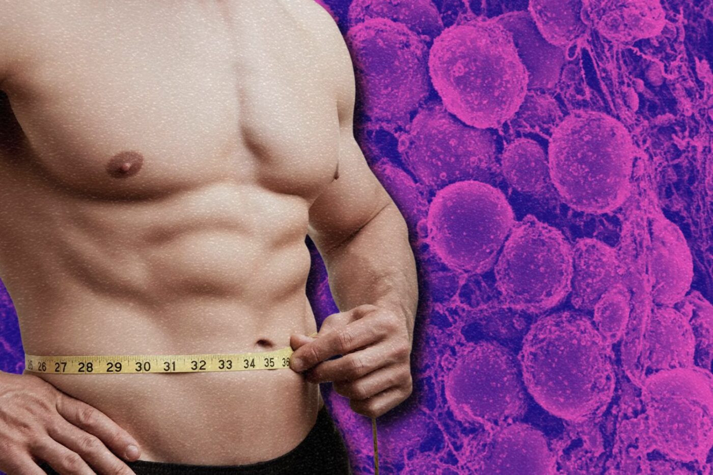 Newly Discovered ‘Sisyphus’ Fat Cells Could Be The Secret To Effortless Weight Loss