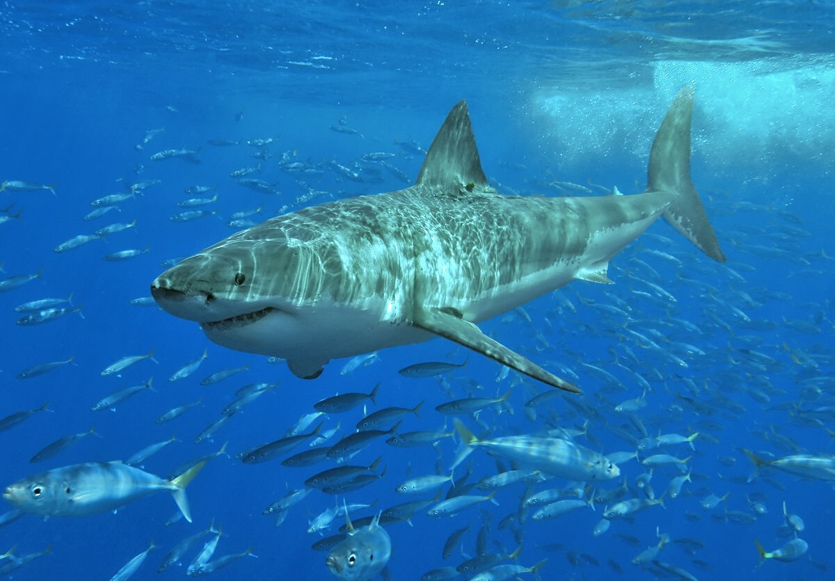 a Great White shark